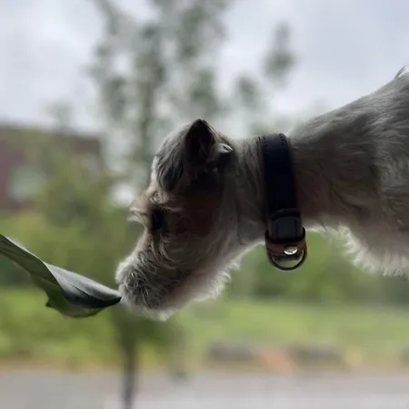 Ξενοδοχείο Orion Γάνδη